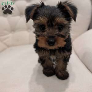 Russel, Yorkie Puppy
