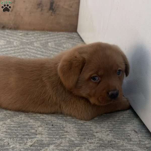 Rusty, Fox Red Labrador Retriever Puppy