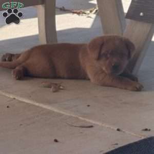 Rusty, Fox Red Labrador Retriever Puppy