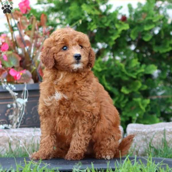 Rachel, Mini Goldendoodle Puppy