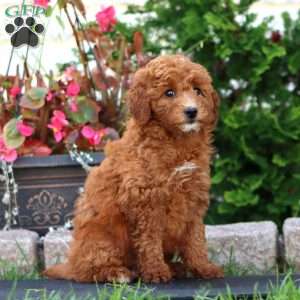 Rachel, Mini Goldendoodle Puppy