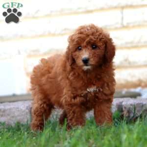 Rachel, Mini Goldendoodle Puppy
