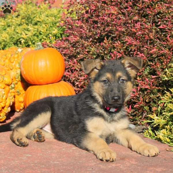 Rainbow, German Shepherd Puppy