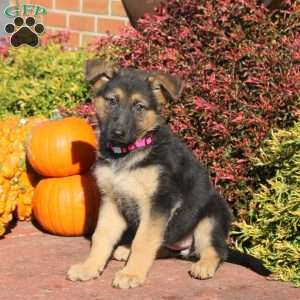 Rainbow, German Shepherd Puppy