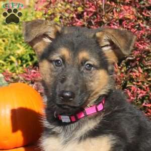 Rainbow, German Shepherd Puppy