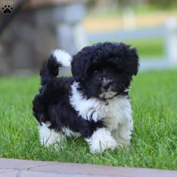 Ramona, Maltipoo Puppy