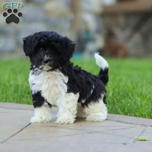 Ramona, Maltipoo Puppy