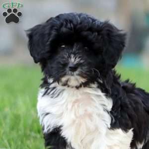 Ramona, Maltipoo Puppy