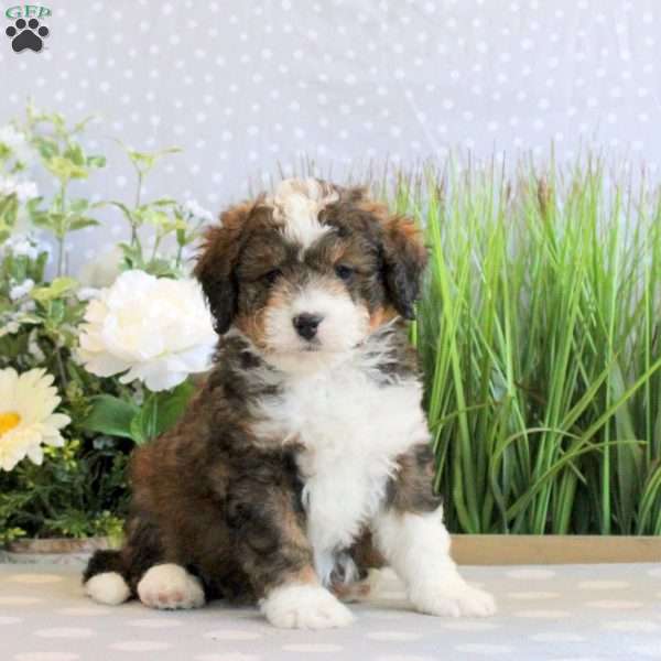 Ramsey, Mini Bernedoodle Puppy