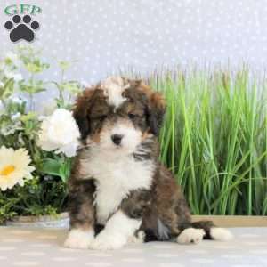 Ramsey, Mini Bernedoodle Puppy