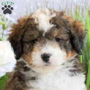 Ramsey, Mini Bernedoodle Puppy