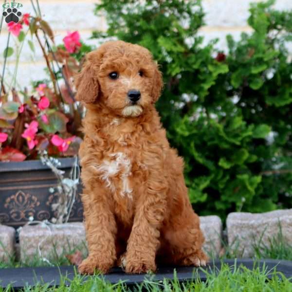 Randy, Mini Goldendoodle Puppy