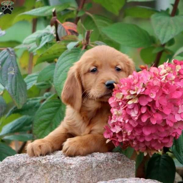 Randy, Golden Retriever Puppy