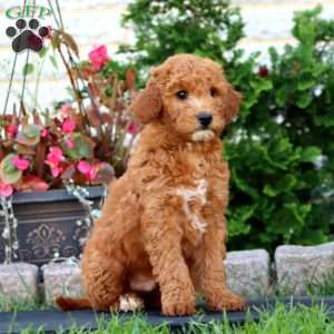 Randy, Mini Goldendoodle Puppy
