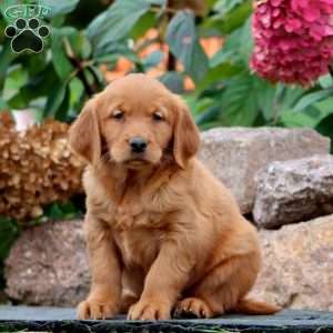 Randy, Golden Retriever Puppy