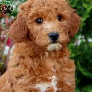 Randy, Mini Goldendoodle Puppy