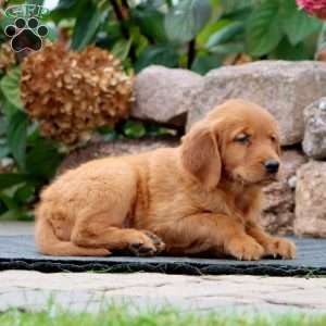 Randy, Golden Retriever Puppy