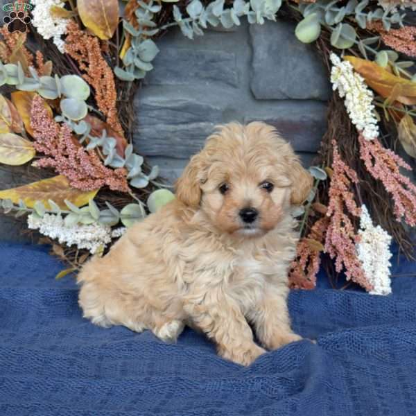 Ranger, Maltipoo Puppy