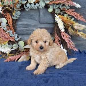 Ranger, Maltipoo Puppy