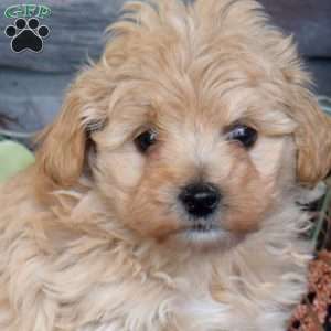 Ranger, Maltipoo Puppy