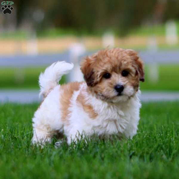 Ranger, Maltipoo Puppy