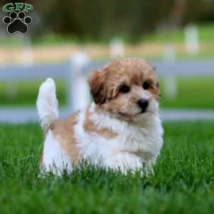 Ranger, Maltipoo Puppy