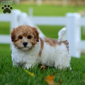 Ranger, Maltipoo Puppy