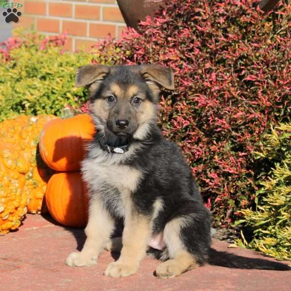 Rascal, German Shepherd Puppy