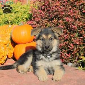 Rascal, German Shepherd Puppy