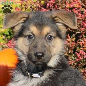 Rascal, German Shepherd Puppy