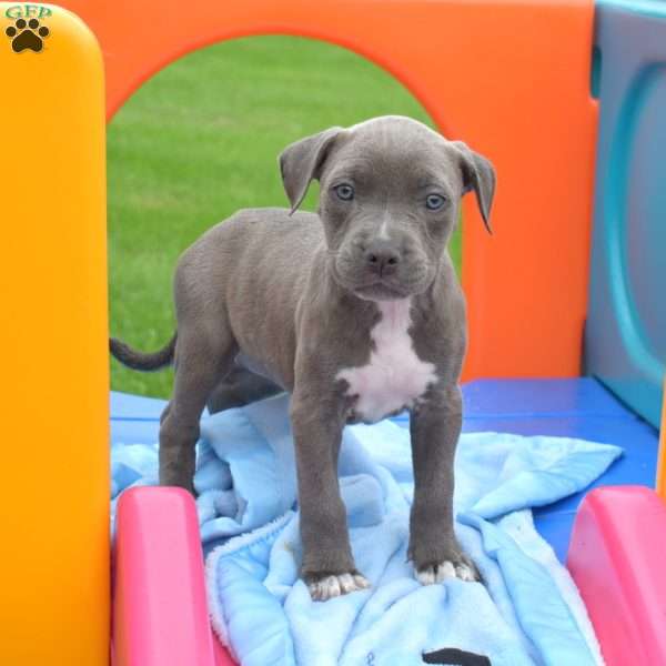 Raya, American Bully Puppy
