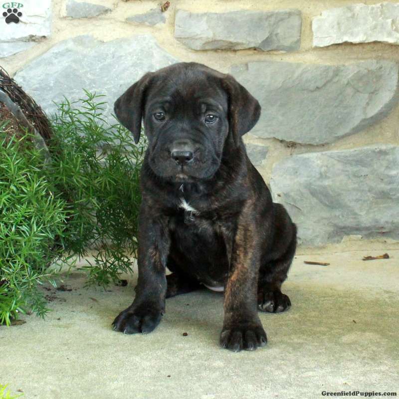 Raya (Cane Corso, Female) in Oxford, PA
