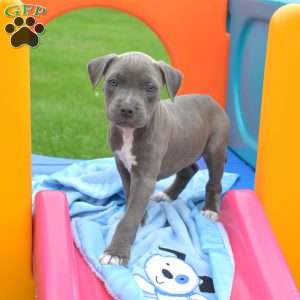 Raya, American Bully Puppy