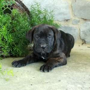 Raya, Cane Corso Puppy