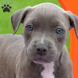 Raya, American Bully Puppy