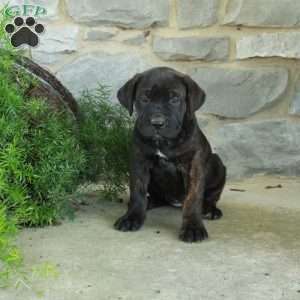 Raya, Cane Corso Puppy