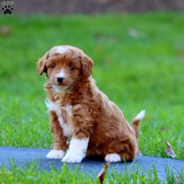 Rayna, Mini Goldendoodle Puppy