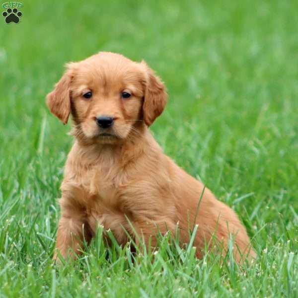 Rayna, Golden Retriever Puppy