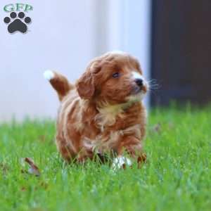 Rayna, Mini Goldendoodle Puppy
