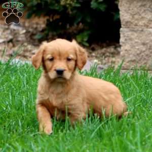 Rayna, Golden Retriever Puppy