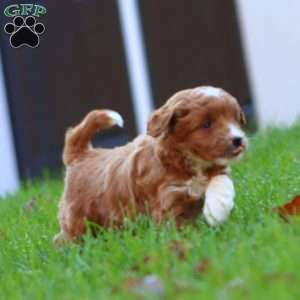 Rayna, Mini Goldendoodle Puppy