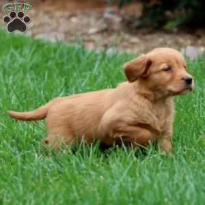 Rayna, Golden Retriever Puppy