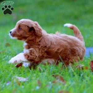 Rayna, Mini Goldendoodle Puppy