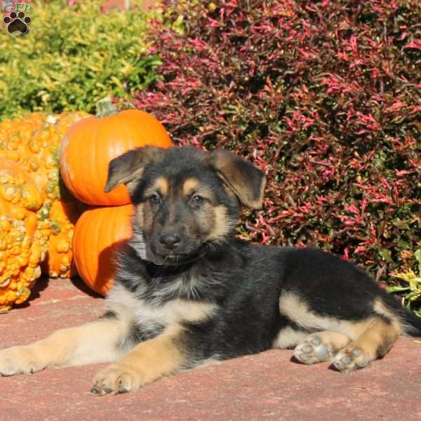 Reba, German Shepherd Puppy