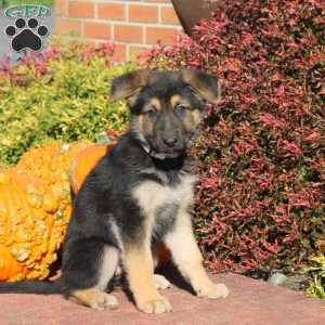 Reba, German Shepherd Puppy
