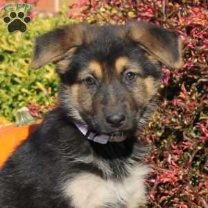 Reba, German Shepherd Puppy