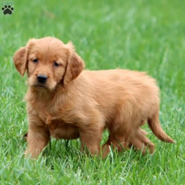 Reba, Golden Retriever Puppy