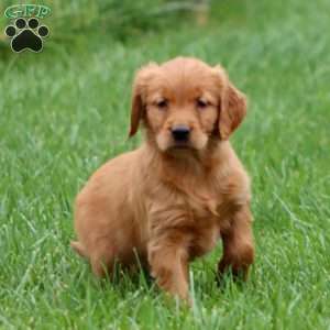 Reba, Golden Retriever Puppy