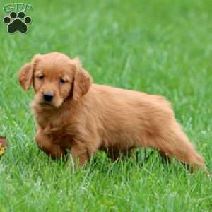 Reba, Golden Retriever Puppy
