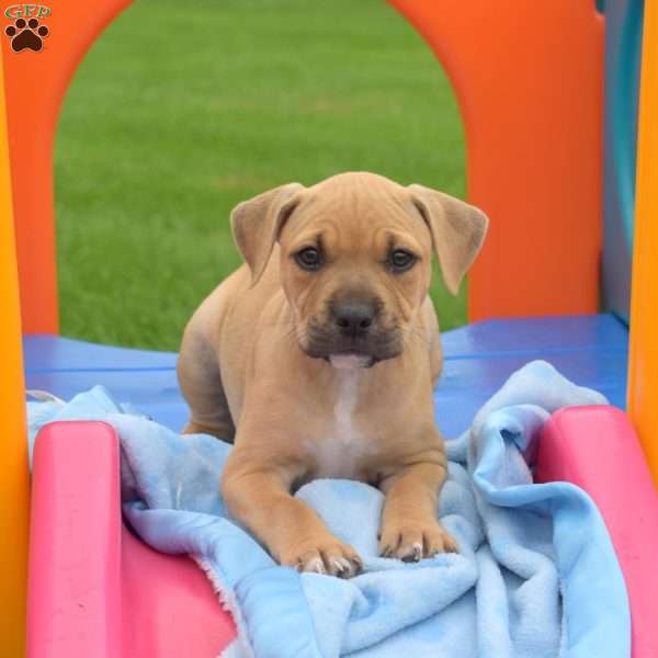 Rebel, American Bully Puppy
